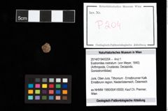 Foto (Objekt + Etikett) von Eodromites rostratum (von Meyer, 1840)  (NHMW-GEO-2014-0194-0204)